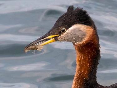 red-necked grebe eating shrimp-like crustacean by Andrew Reding is licensed under CC BY-NC-ND 2.0.